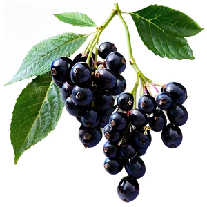 Elderberry C