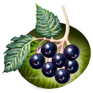 Elderberry Capsule PNG 06252024