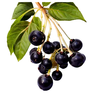 Elderberry D