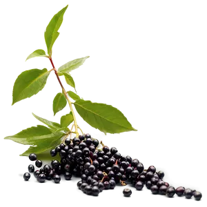 Elderberry Harvest PNG 29