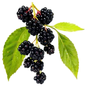 Elderberry Health Benefits PNG 06252024