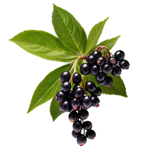 Elderberry Health Benefits PNG 06252024 PNG