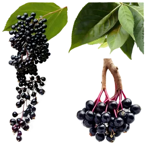 Elderberry Health Benefits Png 06252024 PNG image