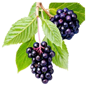 Elderberry Immune Support Png 43 PNG image