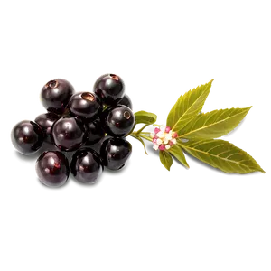 Elderberry Medicine PNG 60