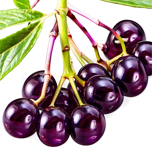 Elderberry Medicine Png Wvq8 PNG image