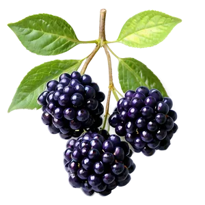 Elderberry Pattern PNG 67