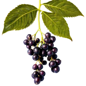 Elderberry Pattern Png Paw PNG image