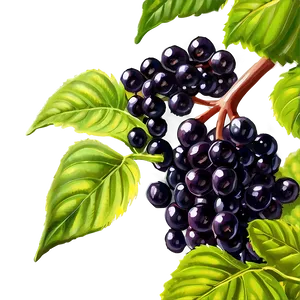 Elderberry Plant PNG Bci