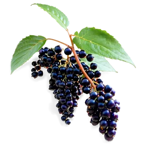 Elderberry Plant PNG Gfl