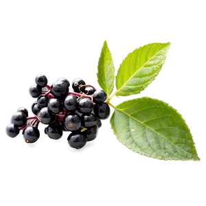 Elderberry PNG 74