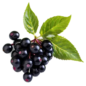 Elderberry PNG Dos