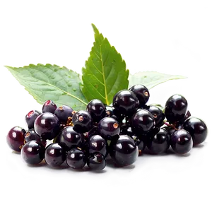 Elderberry Supplement PNG 06252024
