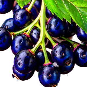 Elderberry Supplement Png 98 PNG image