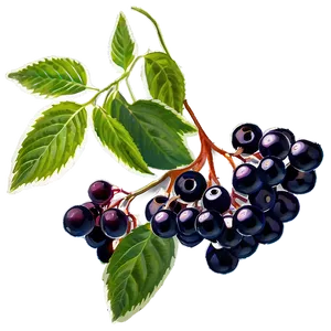 Elderberry Supplement PNG Ivp