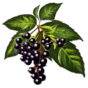 Elderberry Vector PNG 06252024