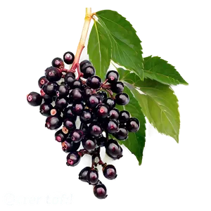 Elderberry Vitamin C Png 06252024 PNG image