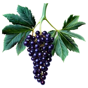 Elderberry Wine Png 14 PNG image