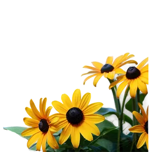 Elegant Black Eyed Susan Arrangement PNG Spc