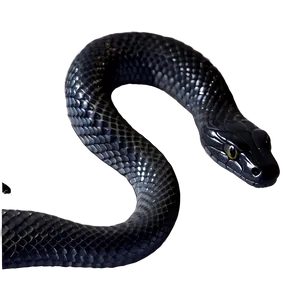 Elegant Black Snake PNG 27