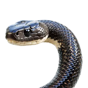 Elegant Black Snake PNG Xkf31 PNG