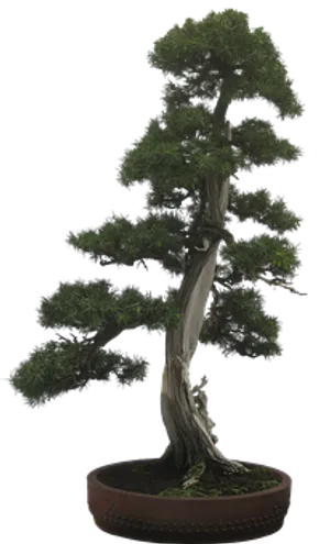 Elegant Bonsai Treein Pot PNG image