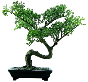 Elegant Bonsai Treein Pot PNG image