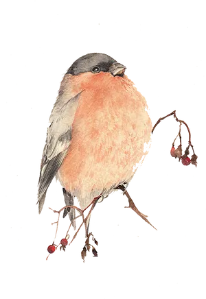 Elegant Bullfinchon Branch