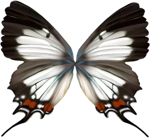 Elegant Butterfly Wings Symmetry PNG