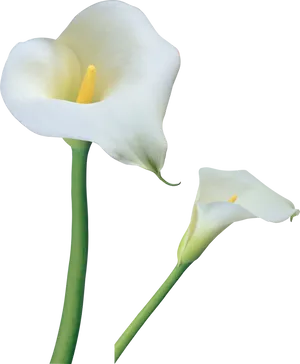 Elegant Calla Lilies PNG image