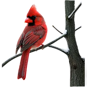 Elegant Cardinal Png Hux PNG image