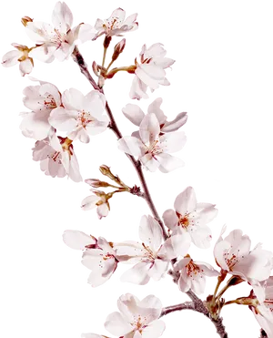 Elegant Cherry Blossoms Black Background PNG image