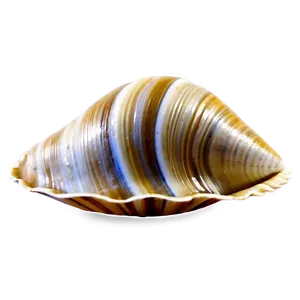 Elegant Clam Shell PNG Tfv