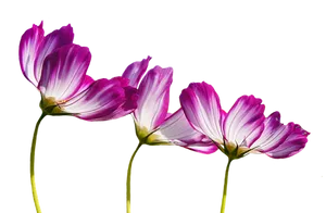 Elegant Cosmos Flowers Against Black Background