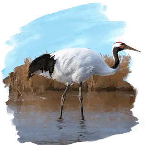 Elegant Crane Wading Water PNG