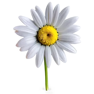 Elegant Daisy Png 21 PNG image