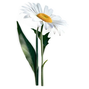 Elegant Daisy Png 60 PNG image