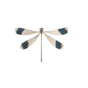 Elegant Dragonfly Black Background PNG image
