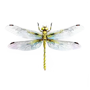 Elegant Dragonfly Png Cqt PNG image
