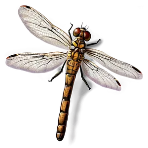 Elegant Dragonfly Png Eht21 PNG image