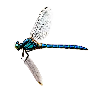 Elegant Dragonfly Png Ggs PNG image