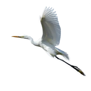 Elegant Egret Soaring PNG 57 PNG