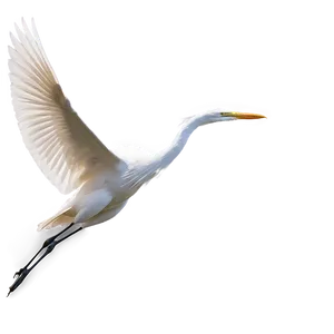 Elegant Egret Soaring PNG Fvq41 PNG