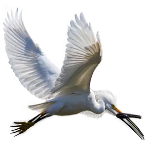 Elegant Egret Soaring PNG Sov85 PNG