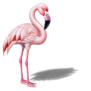 Elegant Flamingo PNG 05062024
