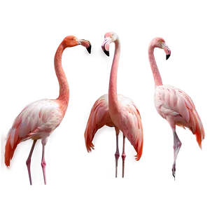 Elegant Flamingo Pose PNG Lcw