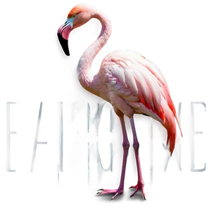 Elegant Flamingo Pose Png Wkw13 PNG image