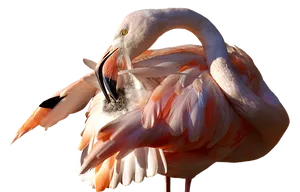 Elegant Flamingo Preening PNG image