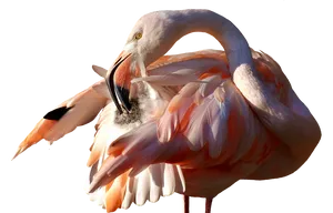 Elegant Flamingo Preening PNG image