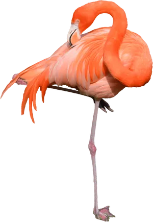 Elegant Flamingo Standing One Leg PNG image